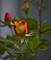 Art: Just a Rose by Artist Richard Holland