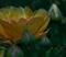 Art: Cactus Flower by Artist Richard Holland