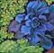 Art: Succulents by Artist Elizabeth Fiedel