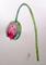 Art: Poppy Bud and Dew Drops by Artist Delilah Smith