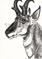 Art: Charcoal Pronghorn SOLD by Artist Kim Loberg