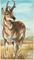 Art: Sandhills Pronghorn SOLD by Artist Kim Loberg