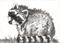 Art: Charcoal Raccoon - SOLD by Artist Kim Loberg