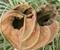 Art: Leaf Claw in Decay by Artist Ann Murray