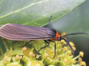 Detail Image for art Yellow Collared Scape Moth <i>cisseps fulvicollis</i>