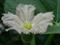 Art: Baby Gourd and Bloom by Artist Ann Murray
