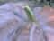 Art: Fairy Pumpkin by Artist Ann Murray