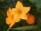 Art: Squash and Blossoms by Artist Ann Murray