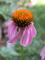 Art: Echinacea Flower by Artist Ann Murray