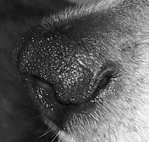 Detail Image for art TRUEMAN Detail Image for art TRUEMAN