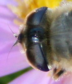 Detail Image for art Bee on Asters Detail Image for art Bee on Asters