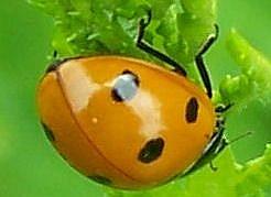 Detail Image for art Dear Ladybug Detail Image for art Dear Ladybug