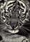 Art: Baby Tiger by Artist Sandra Willard