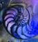 Art: Nautilus Shell 36 by Artist Kathy Morton Stanion