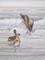 Art: Pelicans Three by Artist Carol Thompson
