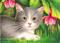 Art: Fuchsia Kitten ACEO by Artist Carmen Medlin