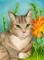Art: Tabby Afternoon ACEO by Artist Carmen Medlin
