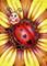 Art: Ladybug of My Heart ACEO by Artist Carmen Medlin