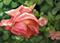 Art: Drooping Rose ACEO by Artist Carmen Medlin
