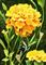 Art: Happy Marigolds ACEO by Artist Carmen Medlin