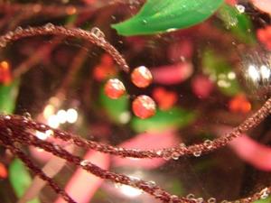 Detail Image for art 2007 Holly Berry Ball in Hot Pink