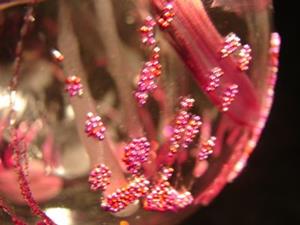 Detail Image for art Goested Dragonfly Ball -Ice Plum-