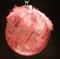 Art: Guinea Feather Polka Dot Dragonfly Ball Pink by Artist Rebecca M Ronesi-Gutierrez