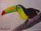Art: Toucan  Bird  / SOLD by Artist Barbara Haviland