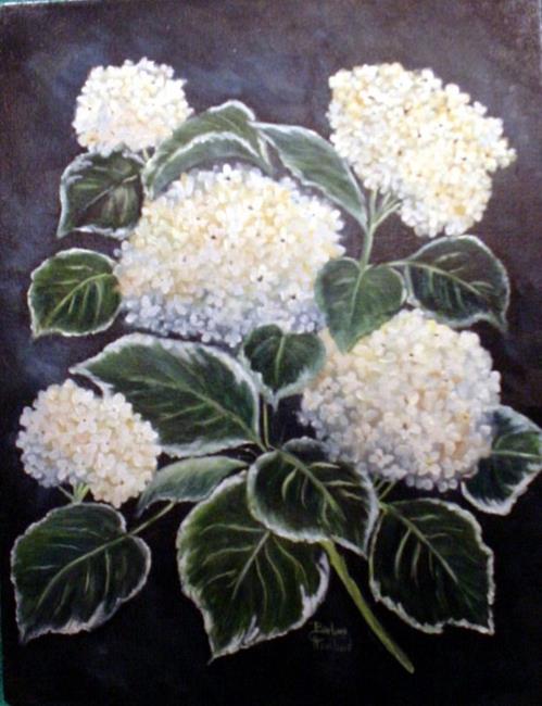 Art: Lace-Capped Hydrangeas//sold by Artist Barbara Haviland