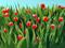 Art: Tulip Field by Artist Rita C. Ford