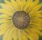 Art: EARLY DAWN SUNFLOWER by Artist CJs Soul Studio
