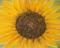 Art: HEAVENLY SUNFLOWER by Artist CJs Soul Studio
