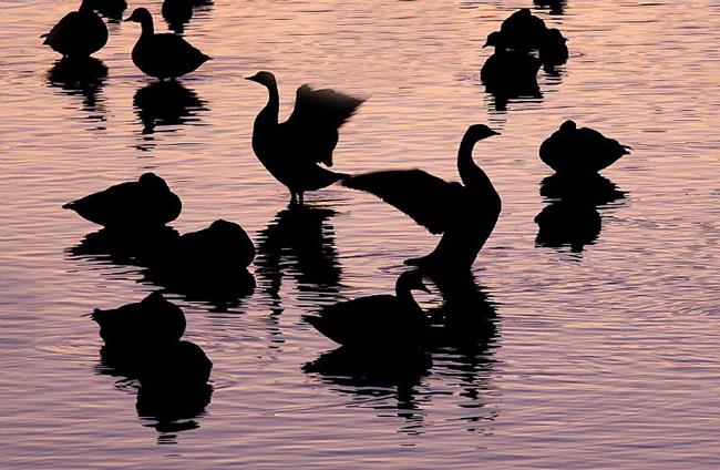 Art: They dance at Dawn by Artist W. Kevin Murray