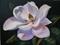 Art: Magnolia -sold by Artist Ke Robinson