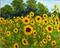 Art: Sunflowers on Redstone Arsenal II by Artist Tracey Allyn Greene