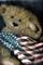 Art: BEARY AMERICAN SOLD by Artist Kimbearly's Originals