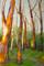 Art: Spring Trees by Artist Virginia Ann Zuelsdorf
