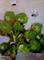 Art: Broccoli by Artist Delilah Smith