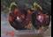 Art: Red Onions by Artist Delilah Smith