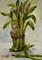 Art: Asparagus by Artist Delilah Smith