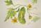 Art: Cucumber Painting by Artist Delilah Smith