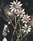 Art: Space Daisies by Artist Vicky Helms