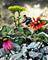Art: The Ostentatious Gardener by Artist Vicky Helms