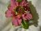 Art: Flower It's Spring by Artist Vicky Helms