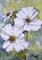 Art: White Cosmos Flowers SOLD by Artist Bonnie Pankhurst