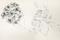 Art: Hydrangea paniculata by Artist Caroline Lassovszky Baker