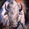Art: Miracle-The White Buffalo by Artist Marcia Baldwin