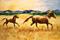 Art: Rocky Mountain Sunrise by Artist Laurie Justus Pace