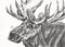 Art: Charcoal Moose - SOLD by Artist Kim Loberg