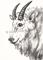 Art: Charcoal Mt Goat SOLD by Artist Kim Loberg